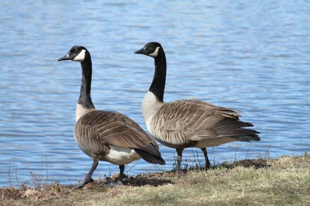 istock Canada geese sitting on the land by reflecting pond water 1438405234