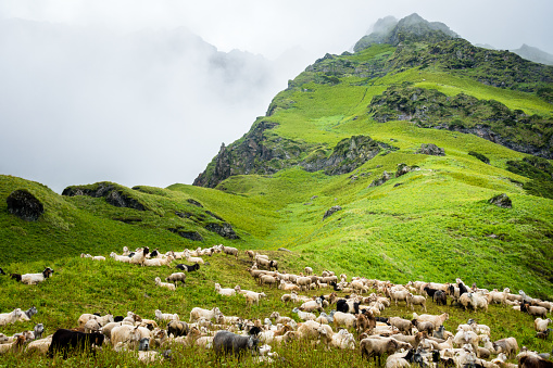Herd of Mountain Sheep and Lamb at Shrikhand mahadev Yatra trail , Kullu. Himachal Pradesh India.