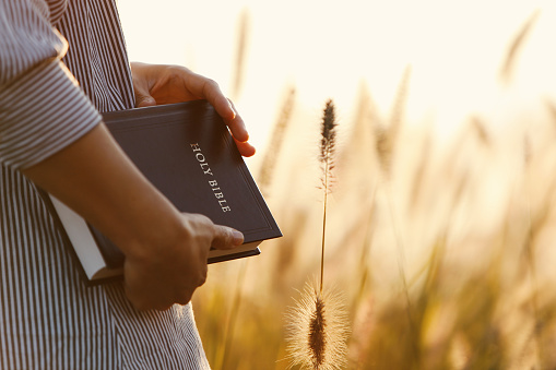 A Christian praying with a holy bible on Thanksgiving Day and the sunset scenery of reeds and barley fields swaying in the autumn sunlight and wind