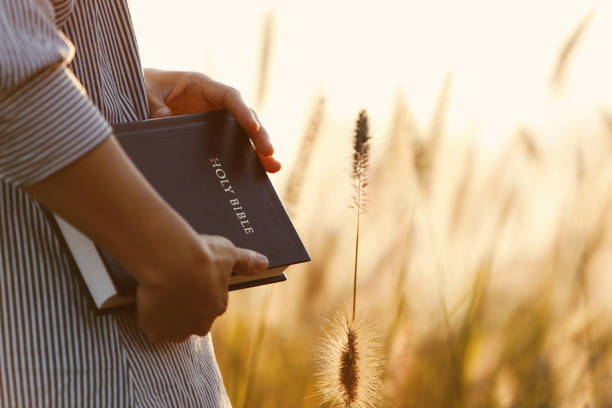 sunset, reed, barley field and christian holding a bible - bible imagens e fotografias de stock