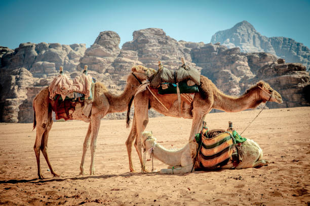 istock dromedaries rest in the wadi rum desert 1438407649