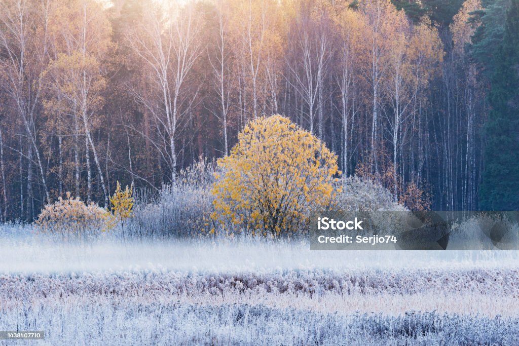 Fog above the meadow at cold morning. Fog above the meadow at cold autumn morning. Snow Stock Photo