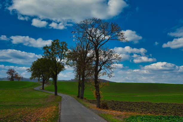 curvy country road in the autumn