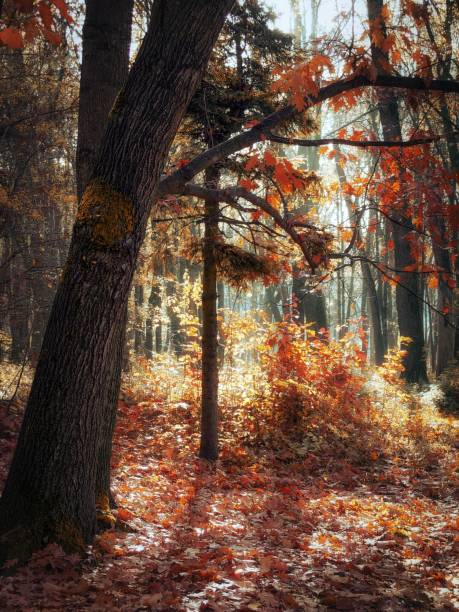 istock Sunny morning in the late autumn forest 1438408609