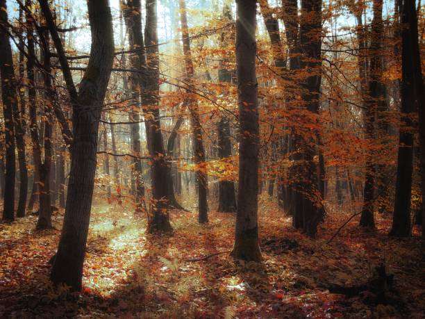 istock Sunny morning in the late autumn forest 1438408725