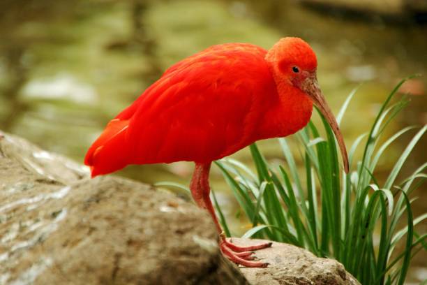 istock Selective focus shot of a red ibis bird 1438409058