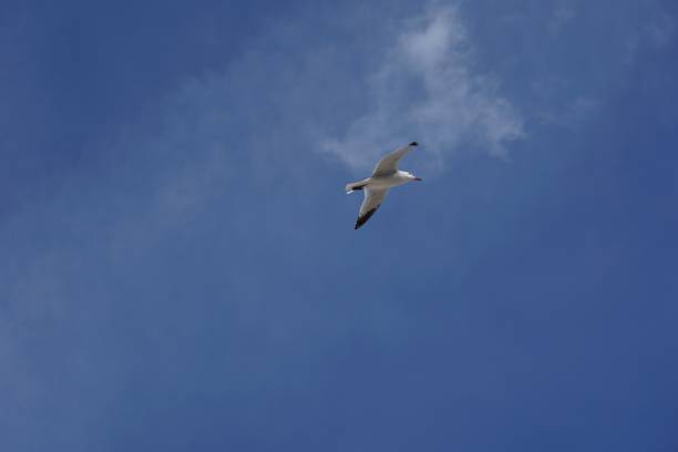 istock Low angle shot of a seagull flying in a clear blue sky during daytime 1438409069