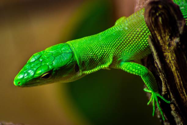 istock Closeup of a Green anole on a tree under the sunlight with a blurred background 1438409211