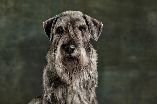 Serious look. Closeup of beautiful grey color Schnauzer dog isolated over dark vintage background. Concept of domestic animal, breed, pets, care, beauty and ad. Pet looks healthy, active and groomed.