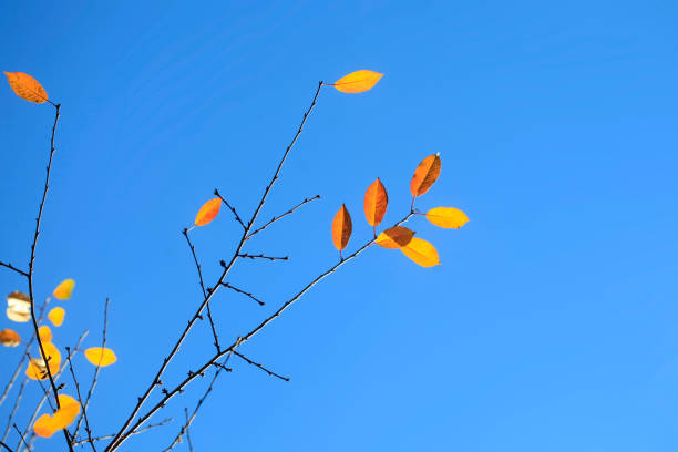 Colorful autumn leaves on nature background