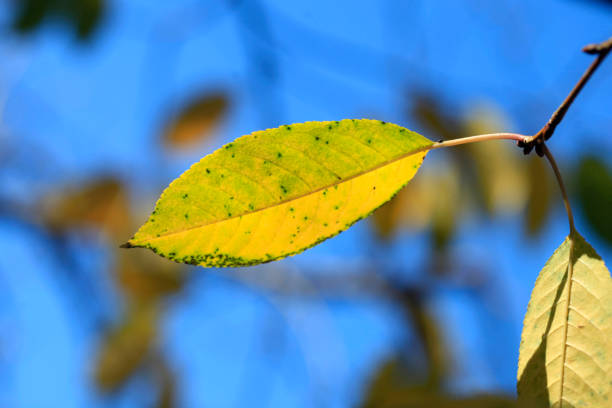 Colorful autumn leaves on nature background