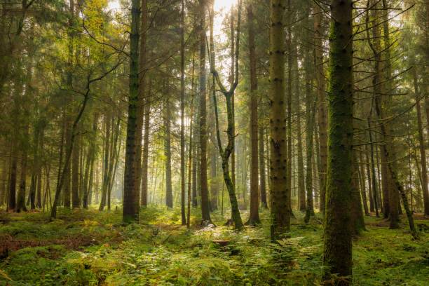 istock Beautiful forest with trees in Switzerland in the fall on a sunny day 1438410174