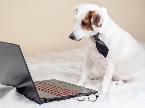 Portrait of a funny dog in a tie who looks at a laptop. The concept of working from home.