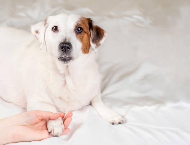 istock A man is holding a dog's paw. Caring and loving pets 1438410325