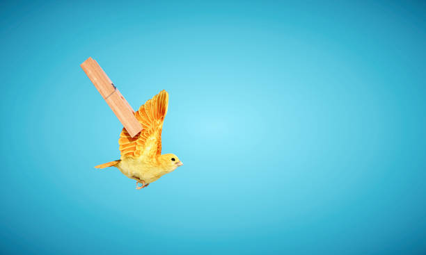 istock Bird with wings tied by a clothspin. Escape and ambition concept. 1438410515