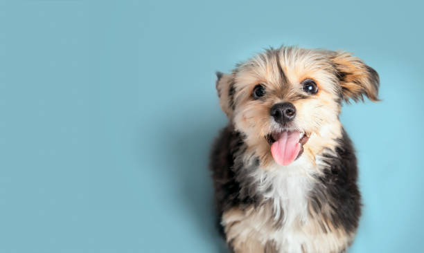 istock Happy puppy looking up on blue background. 1438411185