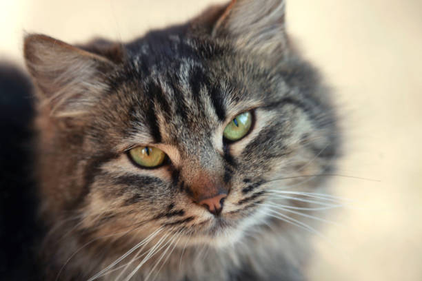 istock Portrait of cute wild grey cat 1438411481