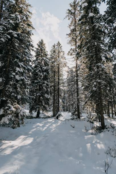 istock Forest surrounded by trees covered in the snow under the sunlight in winter 1438411688