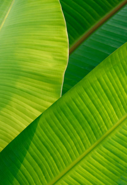 istock Sunlight on surface of beautiful green banana leaves in vertical frame 1438412031