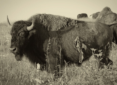 A vintage-style shot of an American Bison on the prairie full of grasses