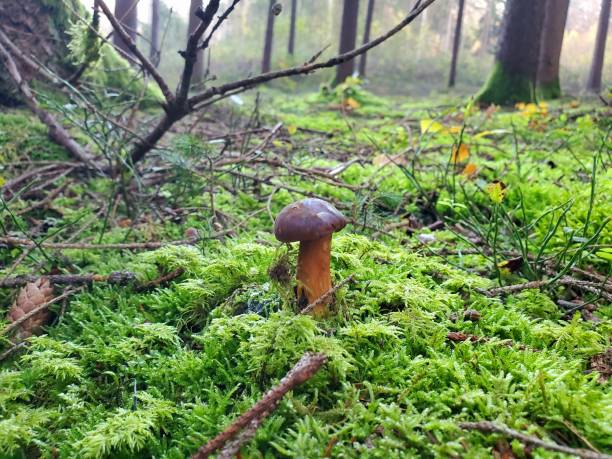 istock Young bay poletus on a mossy ground in the woods 1438413090