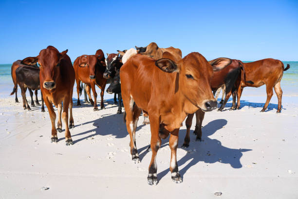istock Cows on the beach surrounded by the sea under the sunlight and a blue sky 1438413170
