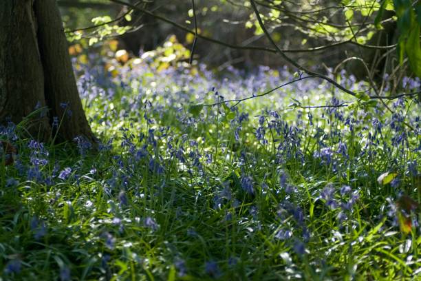 forest ground covered with bluebell flowers in spring - common harebell imagens e fotografias de stock