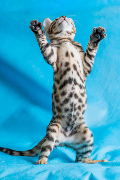 istock Vertical studio shot of a cute bengal kitten standing  and playing with blue background 1438413552