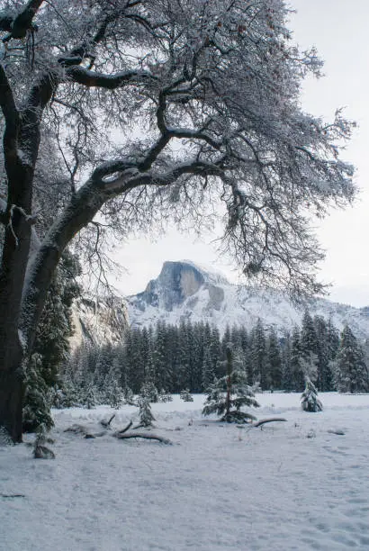 HalfDome framed by trees in the meadow in winter