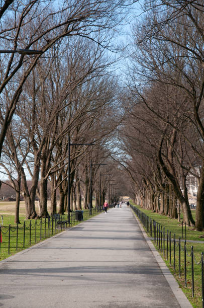 istock Avenue of trees, beside the Reflecting Pool, Washington DC 1438413583
