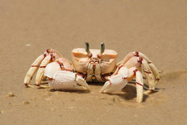 istock Closeup of a crab in the sand under the sunlight with a blurry background 1438413603