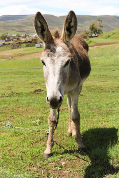 istock Vertical closeup of a donkey in a field surrounded by greenery under the sunlight 1438413621