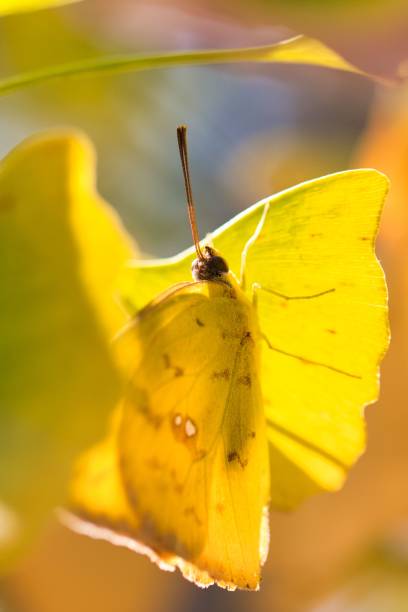 istock Selective focus shot of a yellow butterfly perched on plant 1438414262