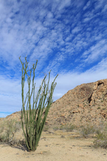 istock Ocotillo at Joshua Tree National Park 1438415324