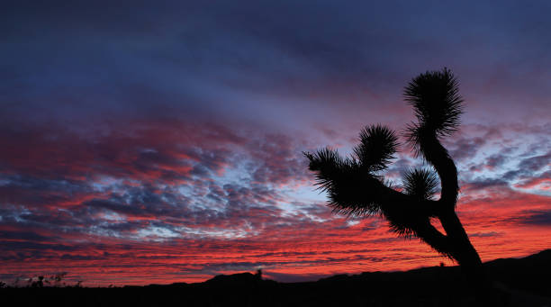 istock Striking Sunset at Joshua Tree National Park 1438415328