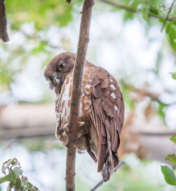 istock Magical  China wildlife picture 1438415603