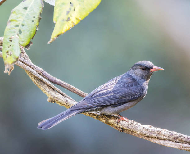 istock Magical  China wildlife picture 1438415850