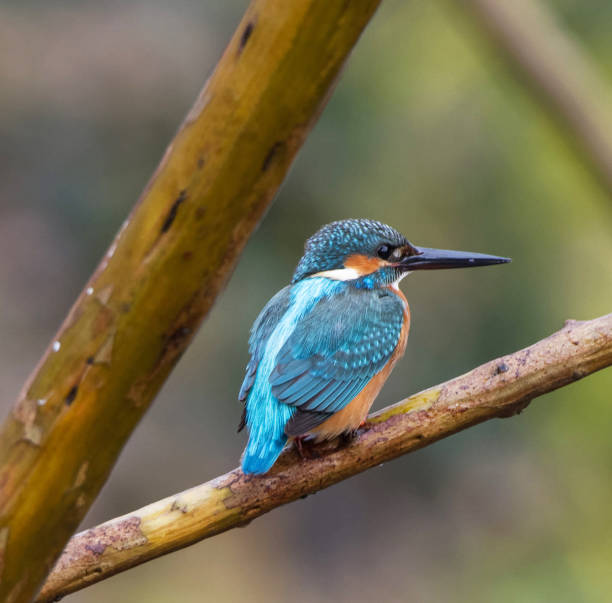 istock Magical  China wildlife picture 1438416182