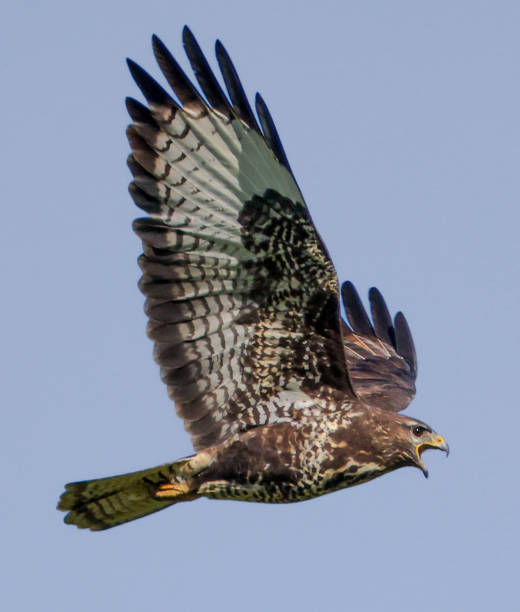 380+ Red Tailed Hawk Wings Spread Stock Photos, Pictures & Royalty-Free ...