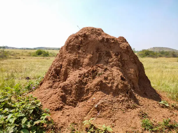 Photo of Termite hill colony in the meadow big orange termite mounds shown at sunrise