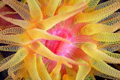 A colorful coral polyp, Tubastrea faulkneri, grows on a reef in Indonesia. These non-photosynthetic corals feed on plankton at night.