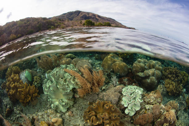 istock Healthy Coral Reef in Indonesia 1438417438