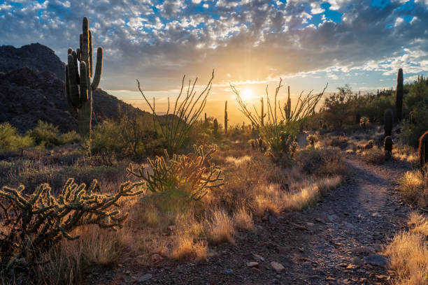 istock Sunset in The McDowell Sonoran Preserve 1438417481