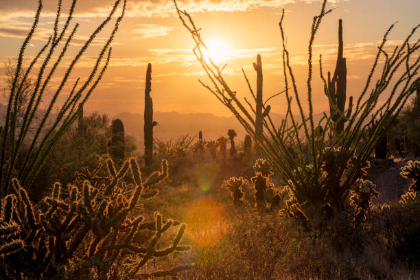 istock Sunset in The McDowell Sonoran Preserve 1438417514