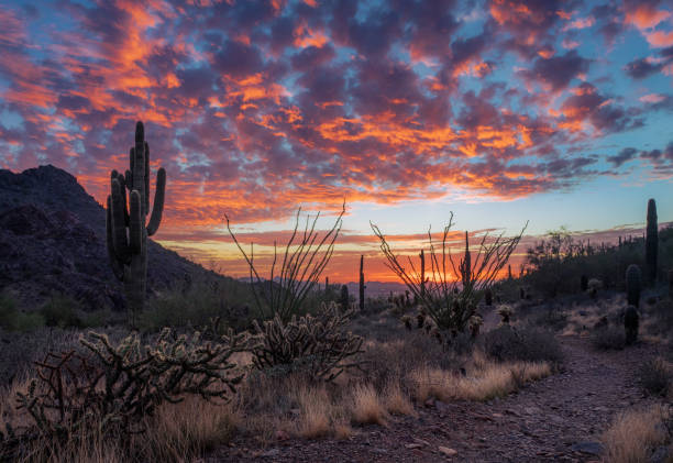 istock Sunset in The McDowell Sonoran Preserve 1438417547
