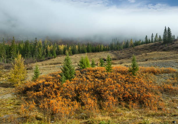 Russia. The South of Western Siberia, the Altai Mountains. Impassable thickets of sea buckthorn bushes, strewn with ripe yellow-orange berries, on the slope of the mountains along the Chui tract.
