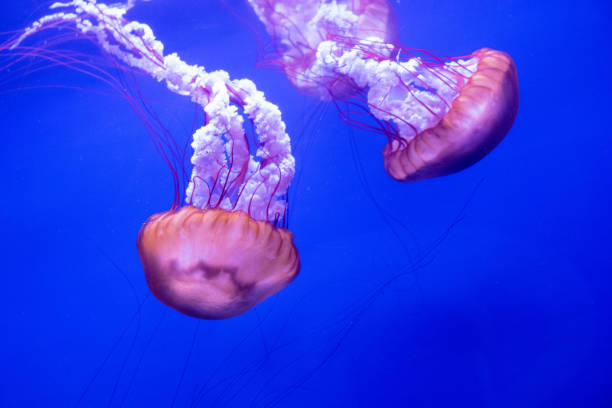 istock Sea nettle jellyfish with blue background 1438417645