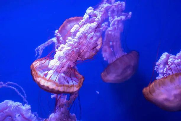 Photo of nettle jellyfish swimming in a water tank