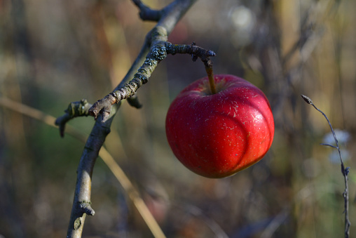 Ripe apples hang on the branches in the autumn garden. The harvest is ripe for harvest.