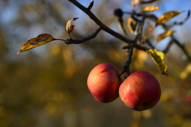 Ripe apples hang on the branches in the autumn garden. The harvest is ripe for harvest.